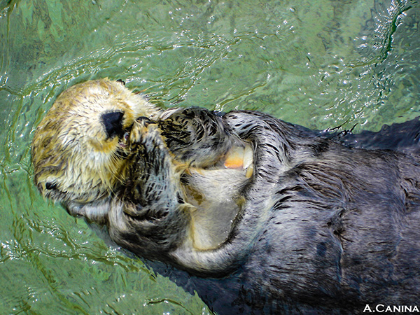 Sea Otter Indulges in a Tasty Snack