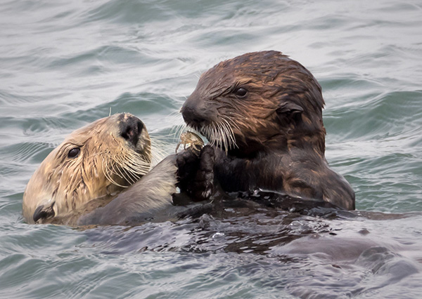 Sea Otter Mother Shares a Snack with Her Pup