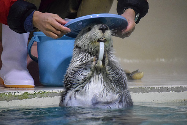 What a Nice Hat, Otter! 1