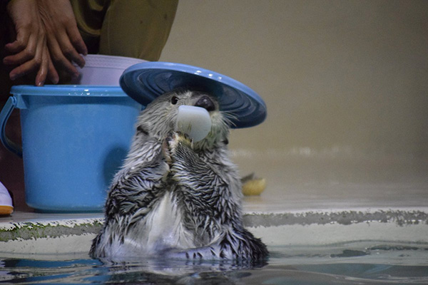 What a Nice Hat, Otter! 2