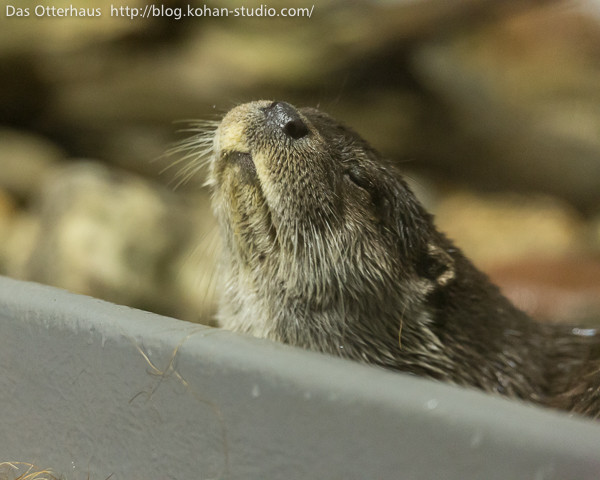 Otter Turns Up Her Nose at That Icky Imitation "Seafood"