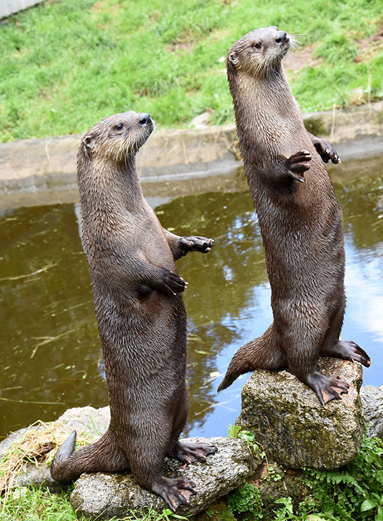 It Appears Otters Are Ready for Feeding Time