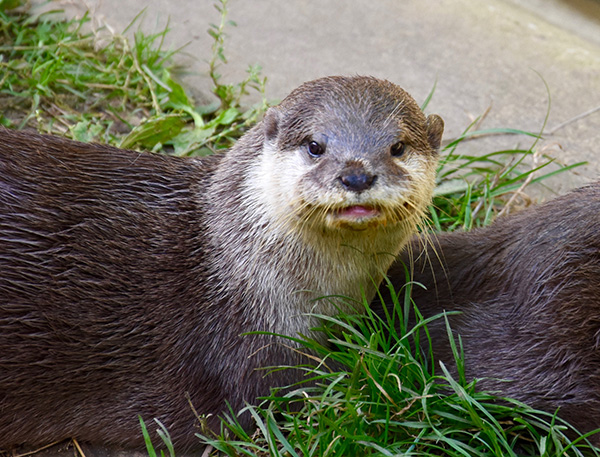 Otter, Such Long Whiskers You Have!