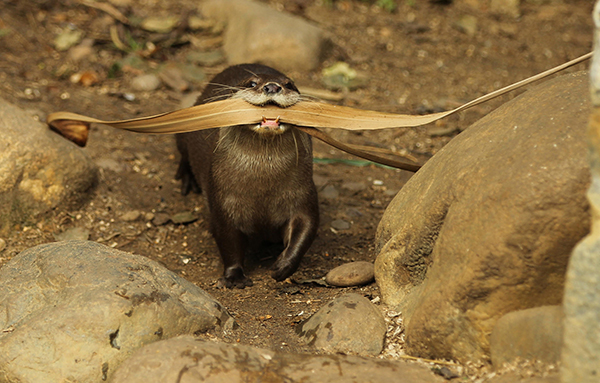 Where Are You Going with All That Stuff, Otter? 1