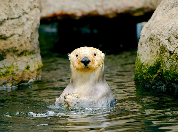 Sea Otter Looks at the Camera Expectantly