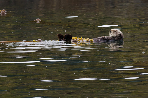 Sea Otter's All Tied Up at the Moment