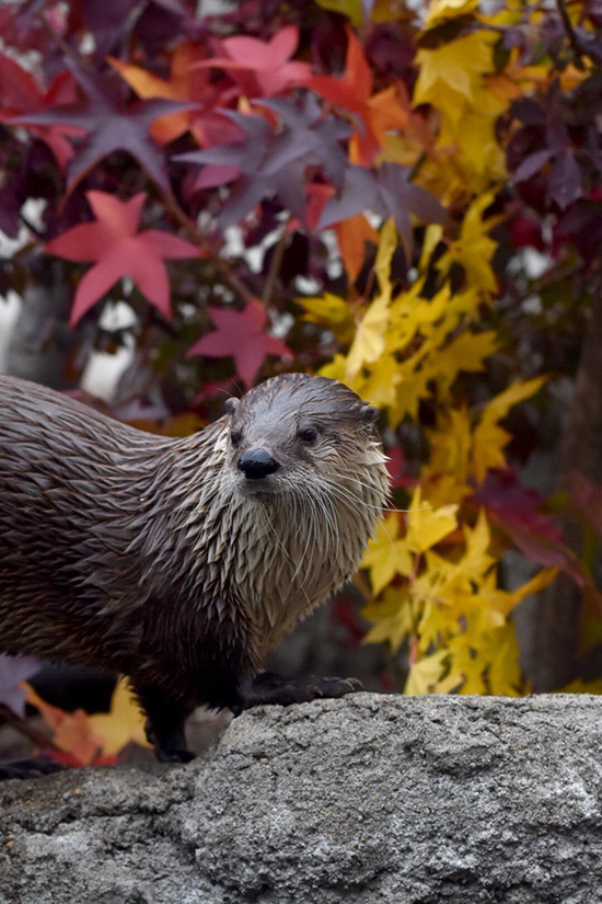 Otter Goes for a Leisurely Walk Among the Autumn Foliage