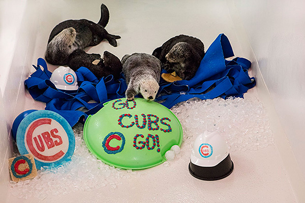 Shedd Aquarium's Sea Otters Support Their City's Baseball Team 1