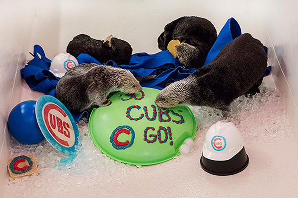 Shedd Aquarium's Sea Otters Support Their City's Baseball Team 2