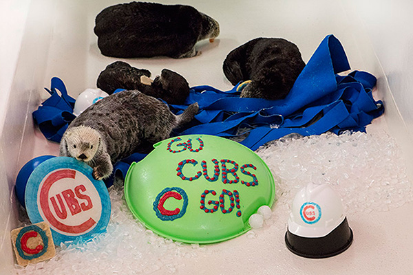 Shedd Aquarium's Sea Otters Support Their City's Baseball Team 3