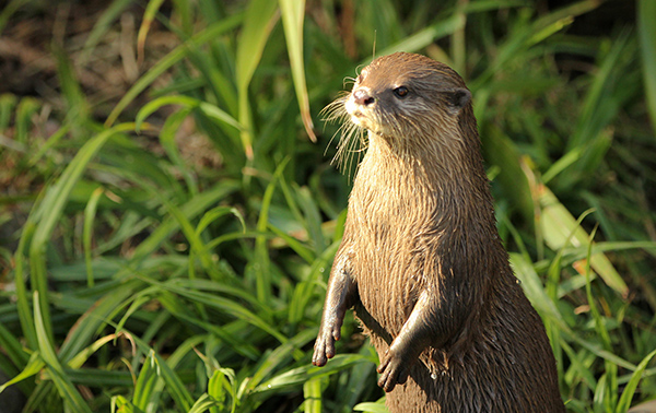 Otter Stands Up in the Sun