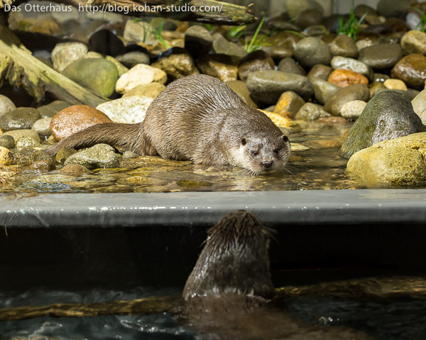 Otter's Ready to Pounce on His Friend, in Three... Two...
