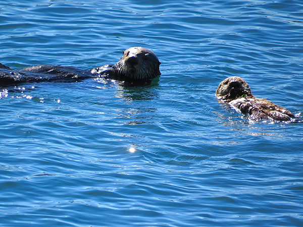 Sea Otter Pup Gets a Little Floating Practice with Mom