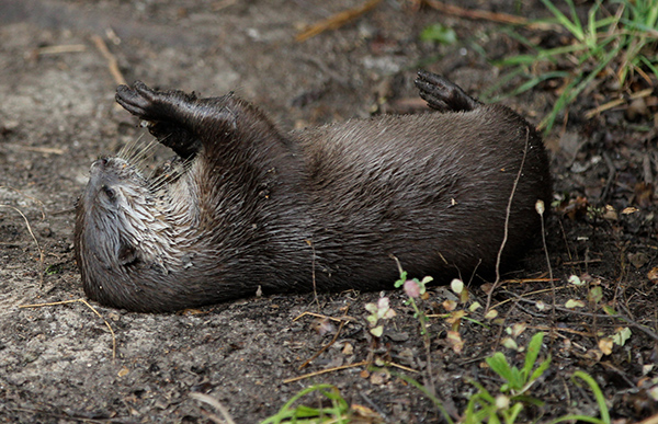 Otter Contemplates Sandy Paws