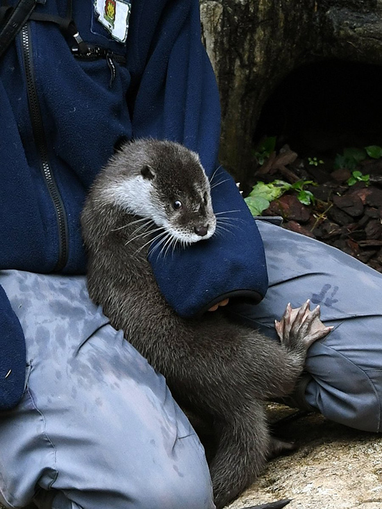 Otter Gets in Some Cuddle Time with Human