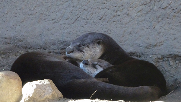 Otters Curl Up Contentedly for a Nap