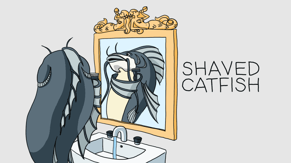 shavedcatfish