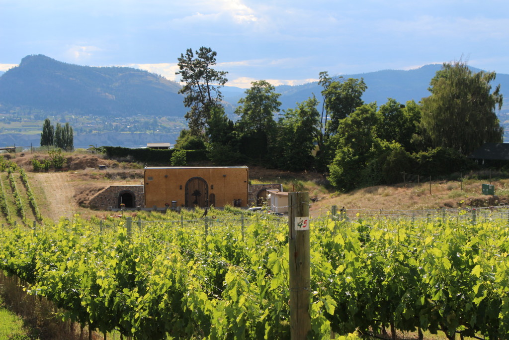 Serendipity winery vineyard