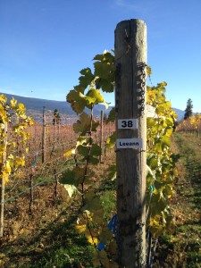 This is Row 38, named after Town Hall's own Leeann Froese, at Switch Back Vineyard. 