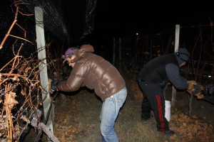 Pickers bundled up to pick frozen grapes at Summerhill Pyramid Winery 