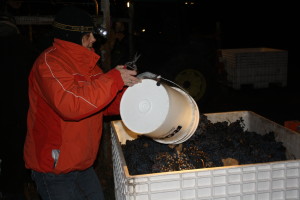 Frozen grapes are poured into a bin at  SummerhIll Pyramid winery