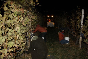Frozen grapes are picked for Icewine at Summerhill Pyramid Winery