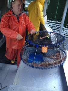 Traps with Spot Prawns and other by-catch are emptied onto a custom-built table