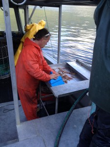 Spot Prawns and by-catch are sorted