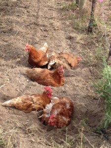 Chickens in a dust bath
