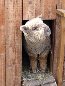 peek a boo sheep