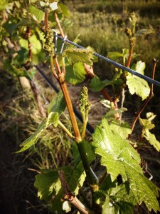 Baby Pinot Gris grapes at Switchback Vineyard in Summerland, BC