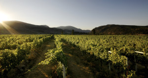 One of the beautiful family-owned Mt Boucherie Vineyards, located in the Okanagan Valley