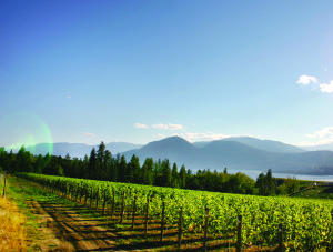 Serendipity Winery's Naramata Vineyard, with Okanagan Lake in the background Credit-Johann Wessels