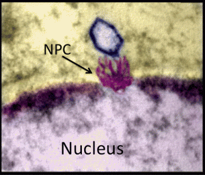 Imagen que muestra la cápsula del núcleo (hexágono morado), el complejo del poro nuclear (mostrado con una flecha y marcado como NPC) en la membrana del núcleo celular (de rosa, marcado como Nucleus). No se observa el DNA debido a que ya había sido expulsado para cuando se capturó la imagen (Tomada del Abstract del artículo).
