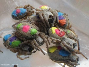 Las arañas Stegodyphus sarasinorum marcadas con colores según sus personalidades, tomada por la misma Lena Grinsted. Es en estas fotos donde se lamenta la falta de escudos de armas.
