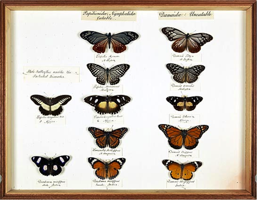 Mariposas colectadas por Wallace en el siglo XIX. Imagen del acervo digital de Wallace del Natural History Museum. © The Natural History Museum, London