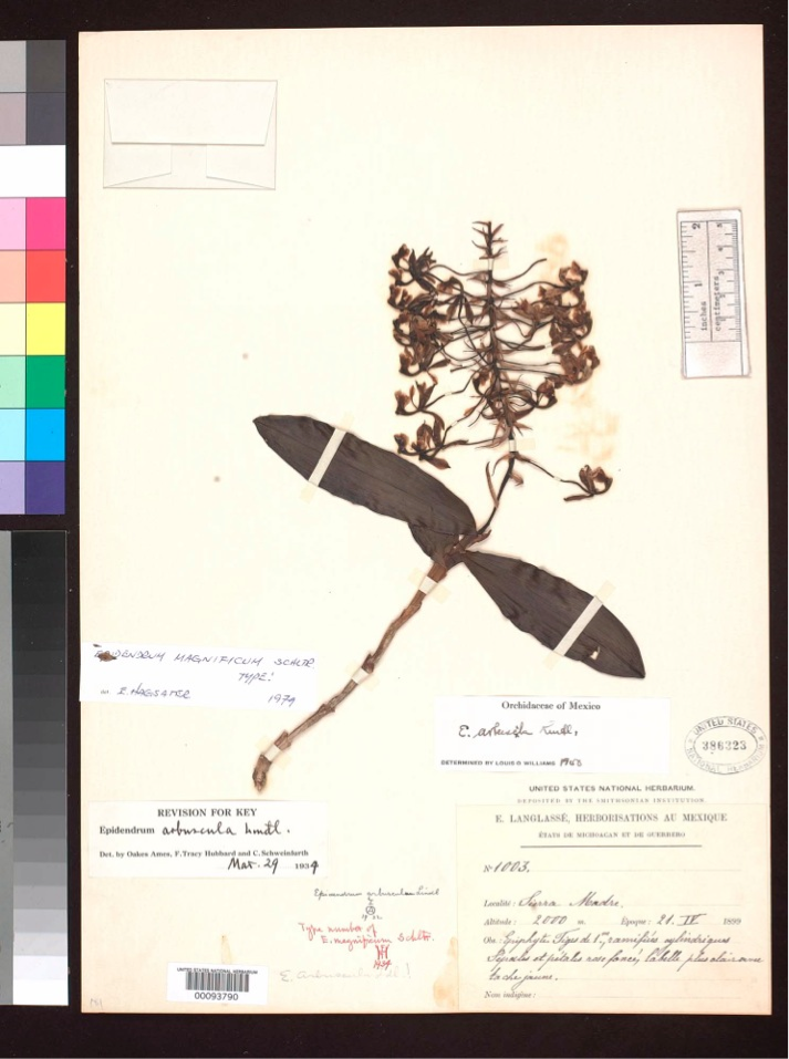 Imagen del Herbario Virtual de la CONABIO del holotipo de la orquídea Epidendrum magnificum colectado en 1899 .