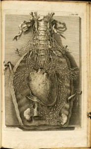 Corazón de principios del siglo 18 y sus nervios, dibujados por Niccolo Ricciolini (Tumblr).