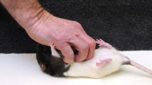 Foto de una rata al ser cosquilleada (Yalescientific,org)