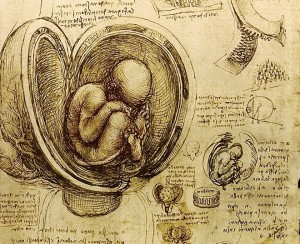 Esquema sobre el desarrollo embrionario creado por Leonardo Da Vinci. [Tomado de http://topiat.com]