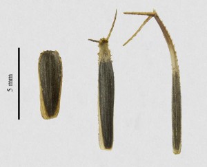 distintos tipos de semillas que produce Heterosperma pinnatum. A la izquierda observamos una semilla sin estructuras de dispersión, las cuales usualmente se encuentran de 10 a 20 cm de su madre. A la derecha se observan dos semillas con estructuras dispersión, las cuales se adhieren al pelaje de los animales. (Tomada por LFVV Boullosa)