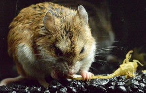 El ratón saltamontes saboreando su presa favorita, el temido alacrán de corteza. (Foto: Ashleen y Matthew Rowe.