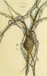 Dibujo de una neurona por Santiago Ramón y Cajal. (Tomada de:  http://www.smithsonianmag.com)