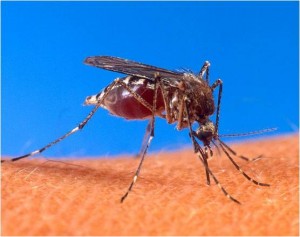 Aedes aegypti, una de las especies mas aficionadas a nuestra sangre. (Wikimedia Commons).