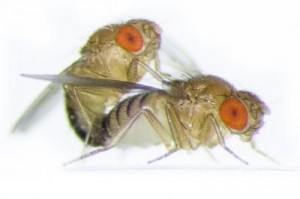 mating drosophila
