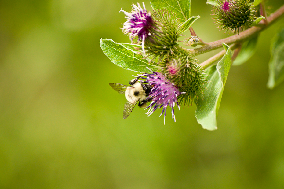 bumblebee-flower-close-up-macro-photograph-montreal-photographer