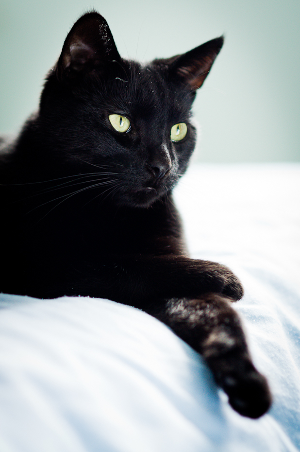 black-cat-montreal-photographer