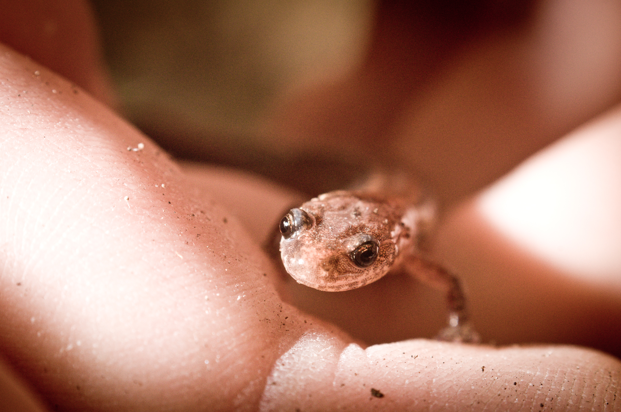 red-backed-salamander-in-hand-montreal-research-photographer