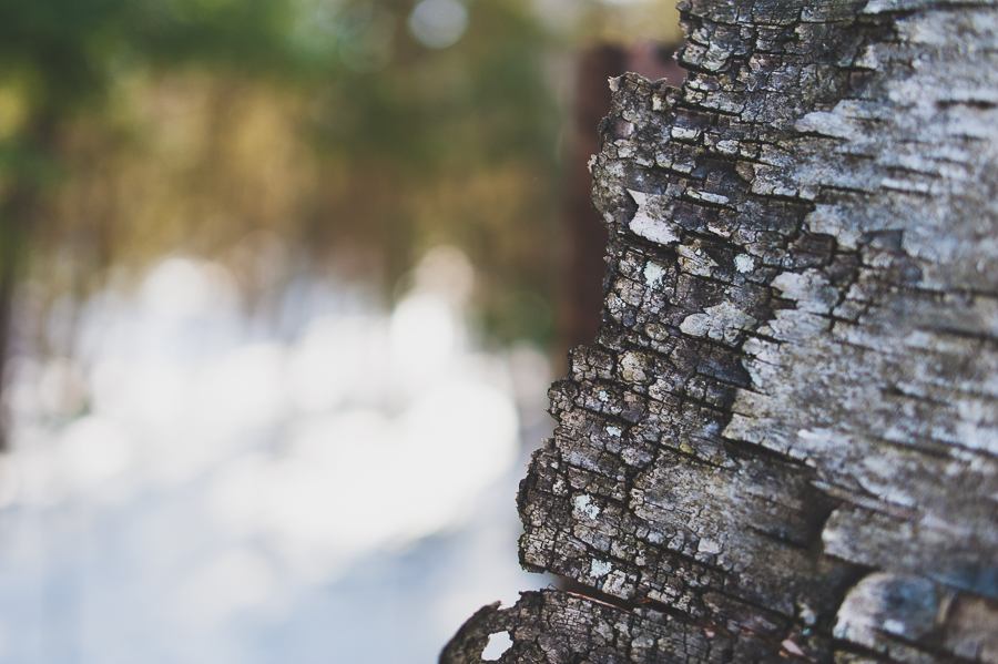 bark-tree-details-winter-snow