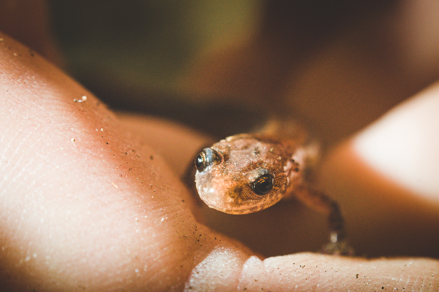 red-back-salamander-plethodon-cinereus-mont-st-hilaire-quebec